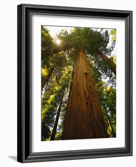 Redwood Tree-Charles O'Rear-Framed Photographic Print