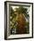 Redwood Tree-Charles O'Rear-Framed Photographic Print