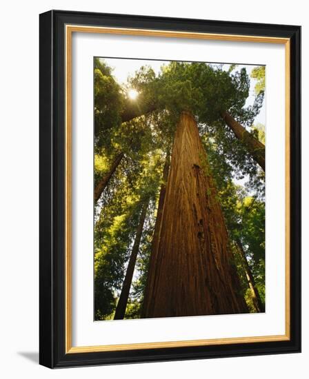 Redwood Tree-Charles O'Rear-Framed Photographic Print