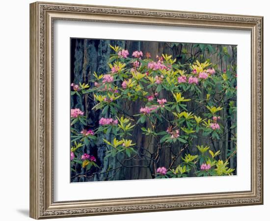 Redwood Trees and Rhodies in Bloom, Redwoods National Park, California, USA-Terry Eggers-Framed Photographic Print