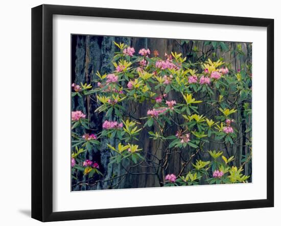 Redwood Trees and Rhodies in Bloom, Redwoods National Park, California, USA-Terry Eggers-Framed Photographic Print