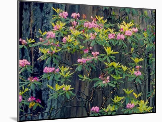 Redwood Trees and Rhodies in Bloom, Redwoods National Park, California, USA-Terry Eggers-Mounted Photographic Print