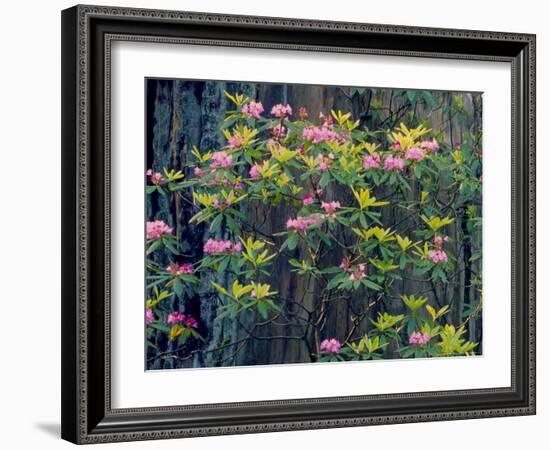 Redwood Trees and Rhodies in Bloom, Redwoods National Park, California, USA-Terry Eggers-Framed Photographic Print