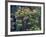 Redwood Trees and Rhodies in Bloom, Redwoods National Park, California, USA-Terry Eggers-Framed Photographic Print