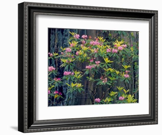 Redwood Trees and Rhodies in Bloom, Redwoods National Park, California, USA-Terry Eggers-Framed Photographic Print