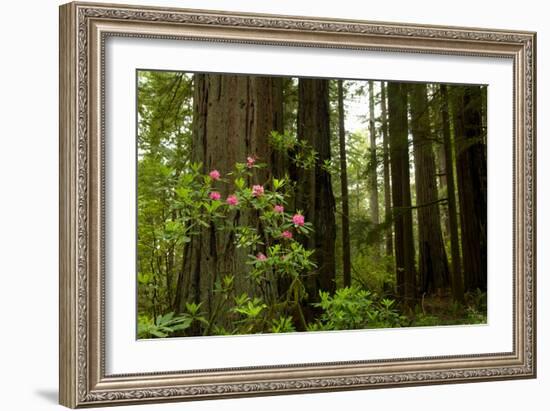 Redwood Trees and Rhododendron Flowers in a Forest, Del Norte Coast Redwoods State Park-null-Framed Photographic Print