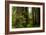 Redwood Trees and Rhododendron Flowers in a Forest, Del Norte Coast Redwoods State Park-null-Framed Photographic Print