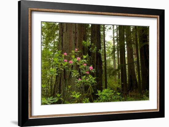 Redwood Trees and Rhododendron Flowers in a Forest, Del Norte Coast Redwoods State Park-null-Framed Photographic Print