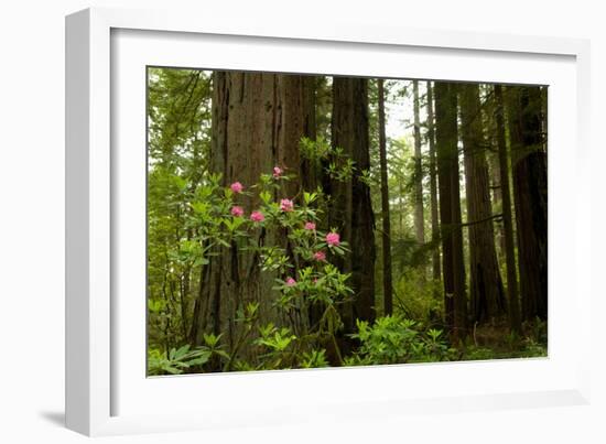 Redwood Trees and Rhododendron Flowers in a Forest, Del Norte Coast Redwoods State Park-null-Framed Photographic Print