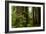 Redwood Trees and Rhododendron Flowers in a Forest, Del Norte Coast Redwoods State Park-null-Framed Photographic Print