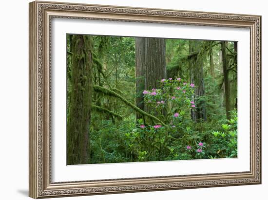 Redwood Trees and Rhododendron Flowers in a Forest, Jedediah Smith Redwoods State Park-null-Framed Photographic Print