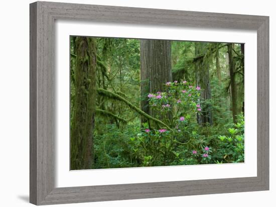 Redwood Trees and Rhododendron Flowers in a Forest, Jedediah Smith Redwoods State Park-null-Framed Photographic Print