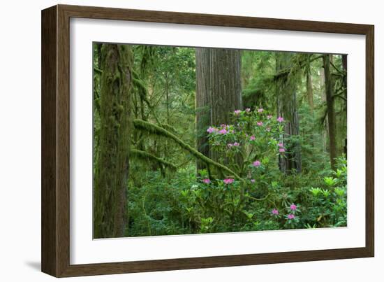 Redwood Trees and Rhododendron Flowers in a Forest, Jedediah Smith Redwoods State Park-null-Framed Photographic Print