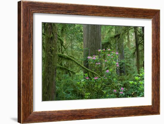 Redwood Trees and Rhododendron Flowers in a Forest, Jedediah Smith Redwoods State Park-null-Framed Photographic Print