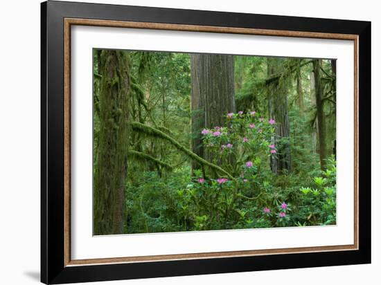 Redwood Trees and Rhododendron Flowers in a Forest, Jedediah Smith Redwoods State Park-null-Framed Photographic Print