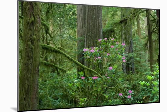 Redwood Trees and Rhododendron Flowers in a Forest, Jedediah Smith Redwoods State Park-null-Mounted Photographic Print