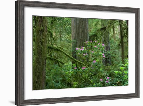 Redwood Trees and Rhododendron Flowers in a Forest, Jedediah Smith Redwoods State Park-null-Framed Photographic Print