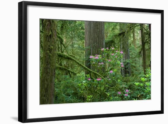 Redwood Trees and Rhododendron Flowers in a Forest, Jedediah Smith Redwoods State Park-null-Framed Photographic Print