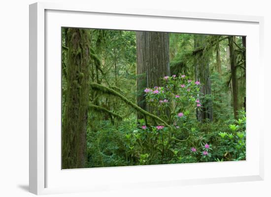 Redwood Trees and Rhododendron Flowers in a Forest, Jedediah Smith Redwoods State Park-null-Framed Photographic Print