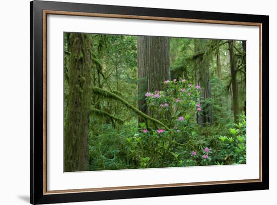 Redwood Trees and Rhododendron Flowers in a Forest, Jedediah Smith Redwoods State Park-null-Framed Photographic Print