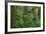 Redwood Trees and Rhododendron Flowers in a Forest, Jedediah Smith Redwoods State Park-null-Framed Photographic Print