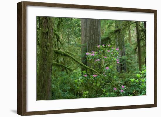 Redwood Trees and Rhododendron Flowers in a Forest, Jedediah Smith Redwoods State Park-null-Framed Photographic Print