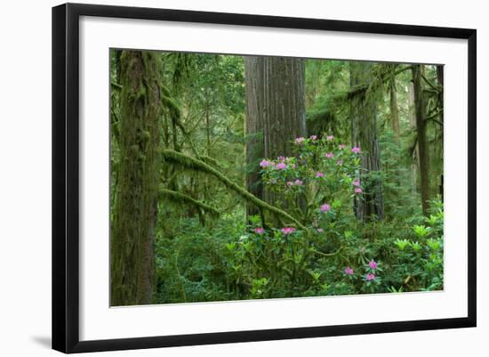 Redwood Trees and Rhododendron Flowers in a Forest, Jedediah Smith Redwoods State Park-null-Framed Photographic Print