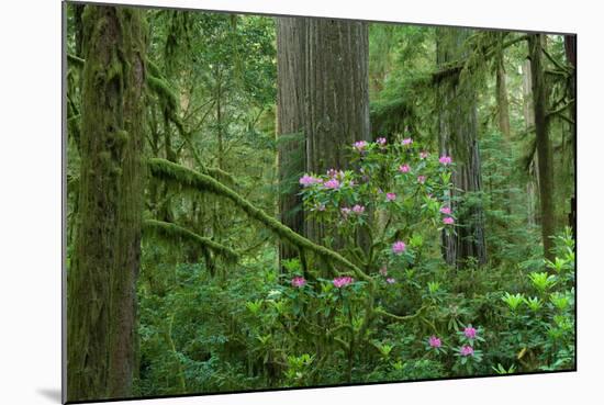 Redwood Trees and Rhododendron Flowers in a Forest, Jedediah Smith Redwoods State Park-null-Mounted Photographic Print