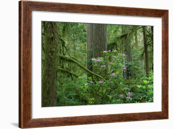 Redwood Trees and Rhododendron Flowers in a Forest, Jedediah Smith Redwoods State Park-null-Framed Photographic Print