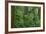 Redwood Trees and Rhododendron Flowers in a Forest, Jedediah Smith Redwoods State Park-null-Framed Photographic Print