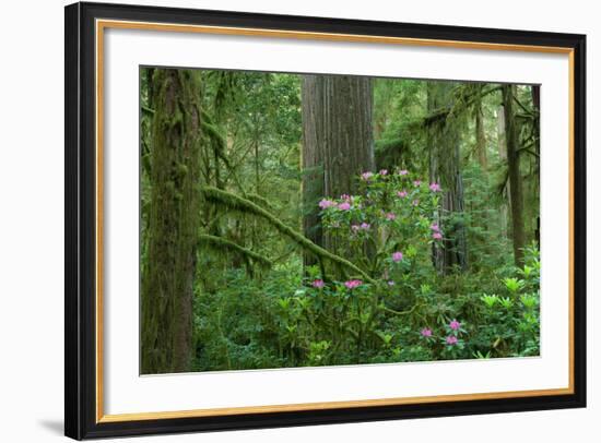 Redwood Trees and Rhododendron Flowers in a Forest, Jedediah Smith Redwoods State Park-null-Framed Photographic Print