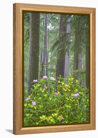 Redwood Trees and Rhododendrons in Forest-Terry Eggers-Framed Premier Image Canvas