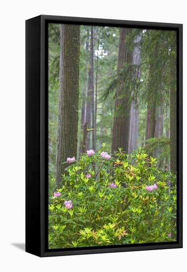 Redwood Trees and Rhododendrons in Forest-Terry Eggers-Framed Premier Image Canvas