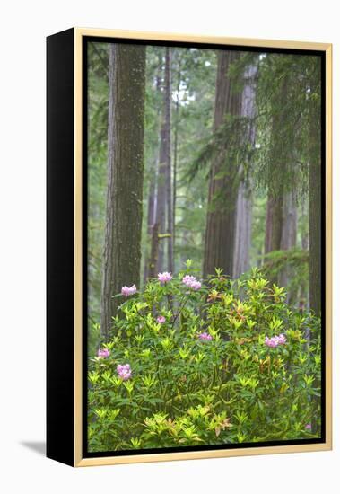 Redwood Trees and Rhododendrons in Forest-Terry Eggers-Framed Premier Image Canvas