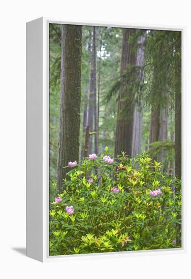 Redwood Trees and Rhododendrons in Forest-Terry Eggers-Framed Premier Image Canvas