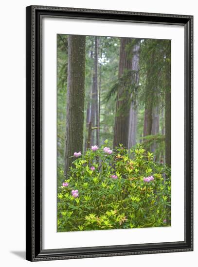 Redwood Trees and Rhododendrons in Forest-Terry Eggers-Framed Photographic Print