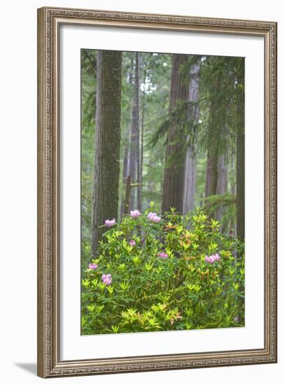 Redwood Trees and Rhododendrons in Forest-Terry Eggers-Framed Photographic Print