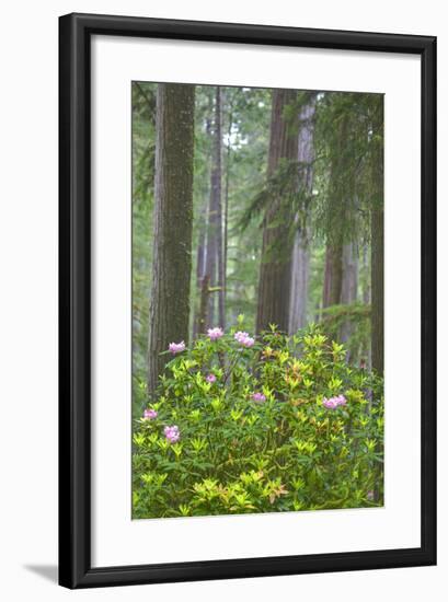 Redwood Trees and Rhododendrons in Forest-Terry Eggers-Framed Photographic Print