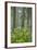 Redwood Trees and Rhododendrons in Forest-Terry Eggers-Framed Photographic Print