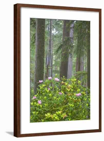 Redwood Trees and Rhododendrons in Forest-Terry Eggers-Framed Photographic Print