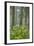 Redwood Trees and Rhododendrons in Forest-Terry Eggers-Framed Photographic Print