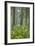 Redwood Trees and Rhododendrons in Forest-Terry Eggers-Framed Photographic Print