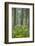 Redwood Trees and Rhododendrons in Forest-Terry Eggers-Framed Photographic Print