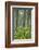 Redwood Trees and Rhododendrons in Forest-Terry Eggers-Framed Photographic Print