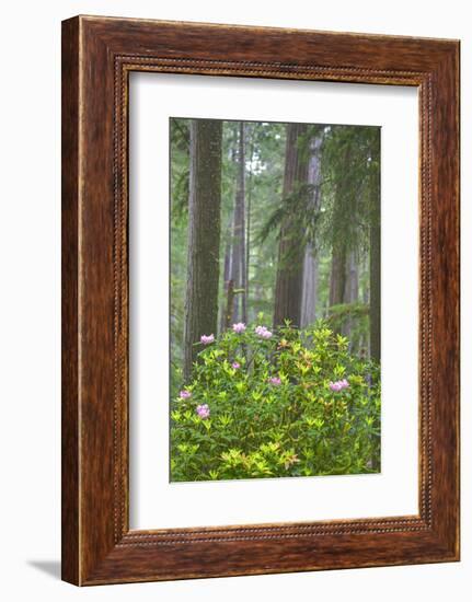 Redwood Trees and Rhododendrons in Forest-Terry Eggers-Framed Photographic Print