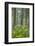 Redwood Trees and Rhododendrons in Forest-Terry Eggers-Framed Photographic Print