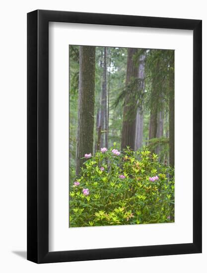 Redwood Trees and Rhododendrons in Forest-Terry Eggers-Framed Photographic Print