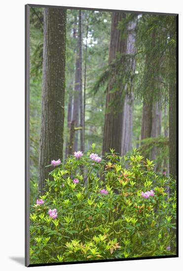 Redwood Trees and Rhododendrons in Forest-Terry Eggers-Mounted Photographic Print