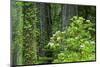 Redwood Trees and Rhododendrons in Forest-Terry Eggers-Mounted Photographic Print