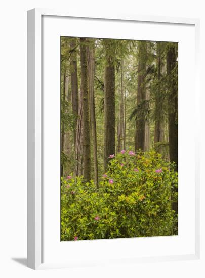 Redwood Trees and Rhododendrons-Terry Eggers-Framed Photographic Print